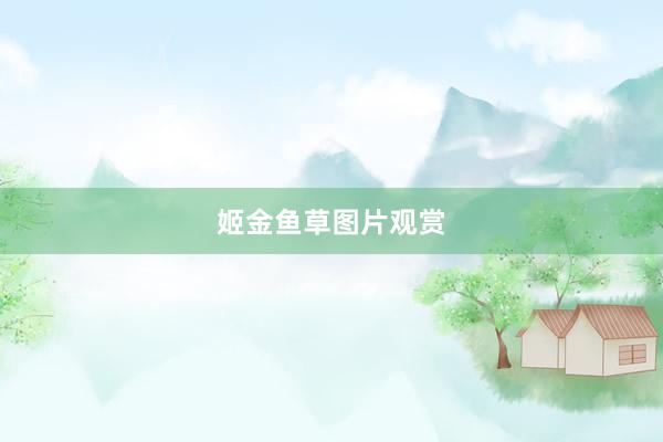 姬金鱼草图片观赏